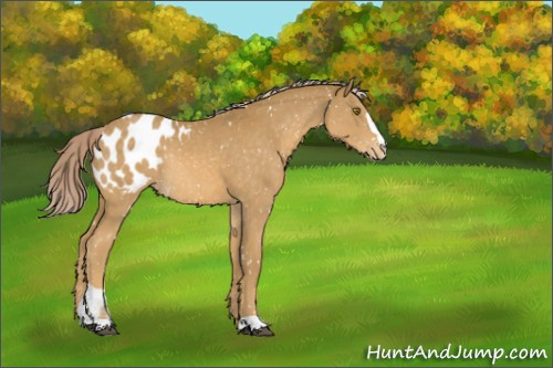 Horse Color:Palomino Sabino Appaloosa Rabicano 