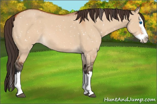Horse Color:Bay Dun Sabino Splash Appaloosa 