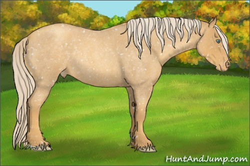 Horse Color:Gold Cream Champagne Roan Appaloosa Rabicano 