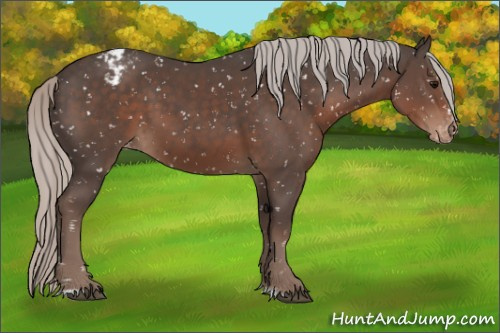 Horse Color:Silver Black Sabino Appaloosa 