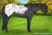 Horse Color:Blue Roan Appaloosa 