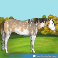 Horse Color:Buckskin Sabino Splash 
