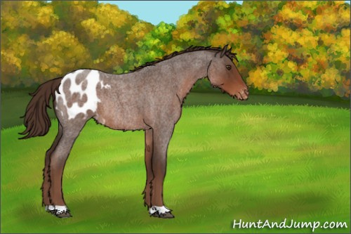 Horse Color:Liver Red Roan Appaloosa Rabicano 