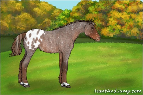 Horse Color:Liver Red Roan Appaloosa 