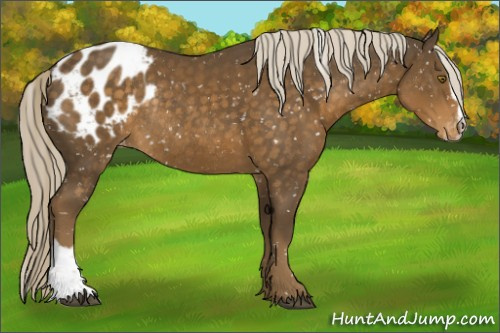 Horse Color:Chocolate Palomino Sabino Appaloosa Rabicano 