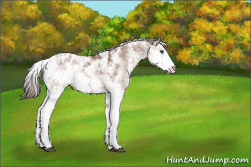 Horse Color:Liver Red Dun Sabino Splash Appaloosa Rabicano 