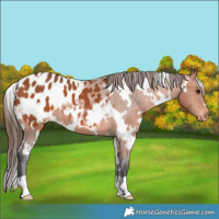 Horse Color:White Spotted Bay Appaloosa 