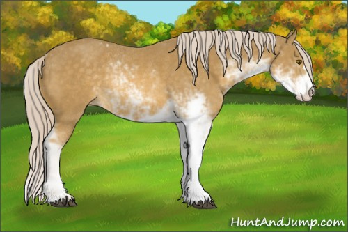 Horse Color:Palomino Sabino Appaloosa Rabicano 