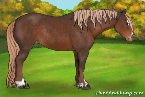 Horse Color:Liver Chestnut Sabino Appaloosa Rabicano 