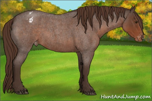 Horse Color:Liver Red Roan Appaloosa 
