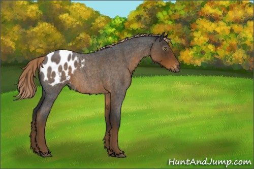 Horse Color:Gray Chocolate Palomino Roan Appaloosa 