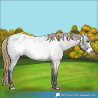 Horse Color:Smoky Grullo Roan Frame Appaloosa 