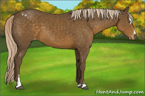 Horse Color:Chocolate Palomino Sabino Appaloosa 