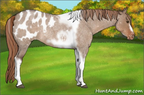 Horse Color:Liver Red Dun Roan Tobiano Frame Appaloosa Rabicano 