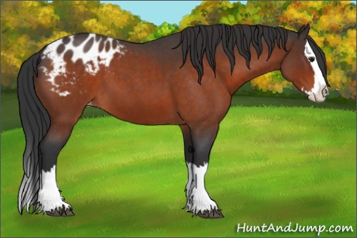 Horse Color:Brown Roan Sabino Splash Appaloosa 