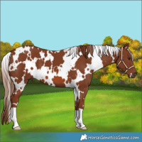 Horse Color:White Spotted Chestnut 