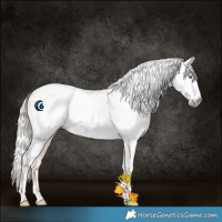 Horse Color:Gray Cremello Appaloosa 