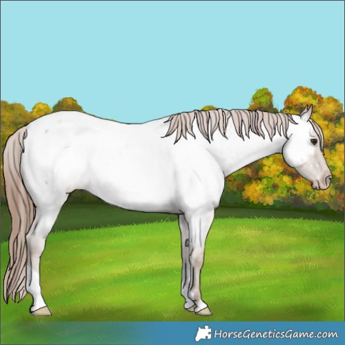 Horse Color:Classic Champagne Roan Appaloosa Rabicano