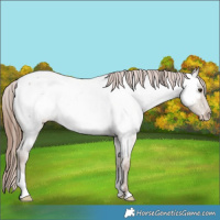 Horse Color:Classic Champagne Roan Near Fewspot Rabicano 