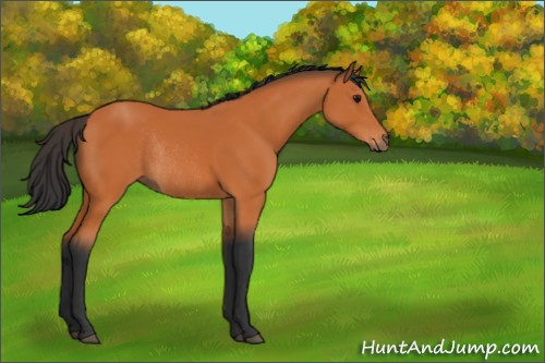Horse Color:Bay Rabicano 