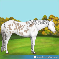 Horse Color:Liver Red Dun Tobiano Appaloosa 