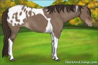 Horse Color:Liver Red Dun Tobiano Appaloosa