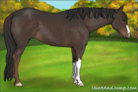 Horse Color:Liver Chestnut 