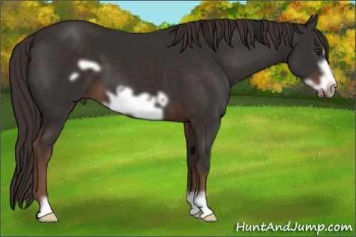 Horse Color:Liver Chestnut Frame 