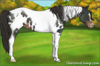 Horse Color:Liver Chestnut Tobiano Appaloosa 