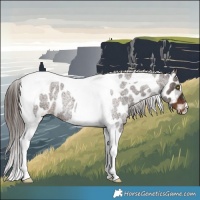 Horse Color:Liver Red Roan Tobiano Near Leopard