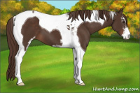 Horse Color:Liver Chestnut Sabino Tobiano 