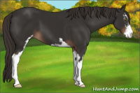 Horse Color:Liver Chestnut Sabino 