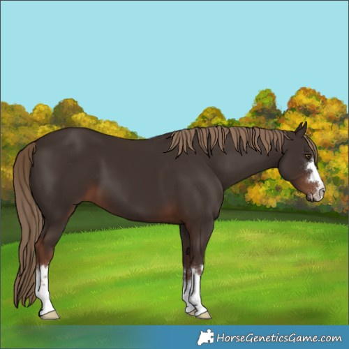 Horse Color:Liver Chestnut 