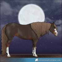 Horse Color:Liver Chestnut 