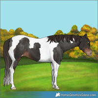 Horse Color:Liver Chestnut Tobiano Varnish
