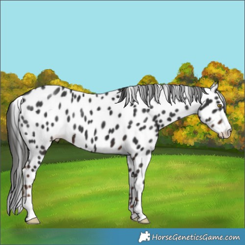 Horse Color:Liver Chestnut Appaloosa