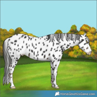 Horse Color:Liver Chestnut Appaloosa 
