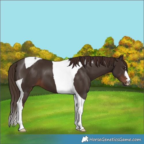 Horse Color:Liver Chestnut Tobiano 