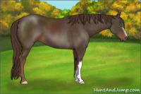 Horse Color:Liver Chestnut 