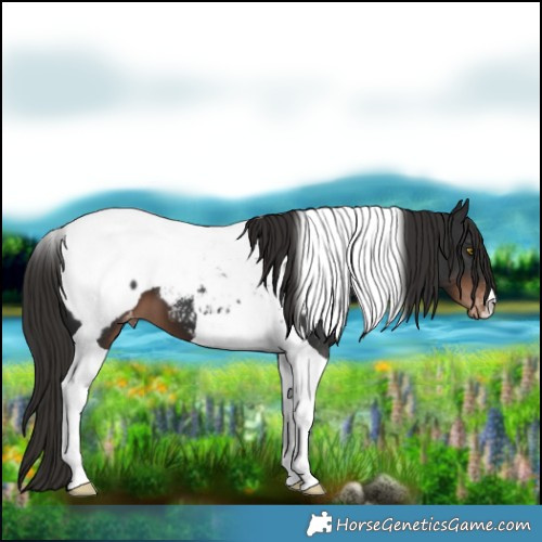 Horse Color:Liver Chestnut Tobiano Appaloosa 