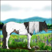 Horse Color:Liver Chestnut Tobiano Appaloosa 