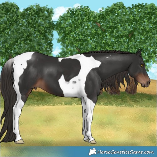 Horse Color:Liver Chestnut Tobiano 