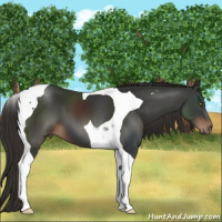 Horse Color:Liver Chestnut Tobiano