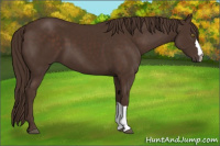 Horse Color:Liver Chestnut 