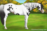 Horse Color:Liver Chestnut Tobiano Near Leopard 