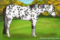Horse Color:Liver Chestnut Near Leopard 