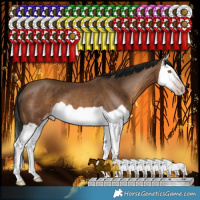 Horse Color:Gray Sable Champagne Splash