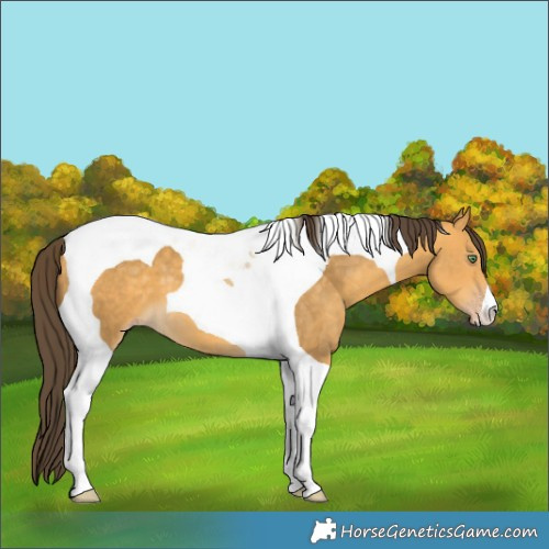 Horse Color:Sable Cream Champagne Tobiano
