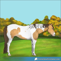 Horse Color:Sable Cream Champagne Tobiano 