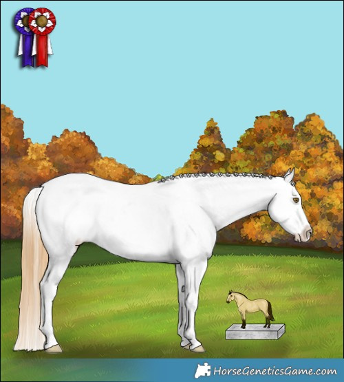 Horse Color:Classic Cream Champagne Splash Appaloosa 